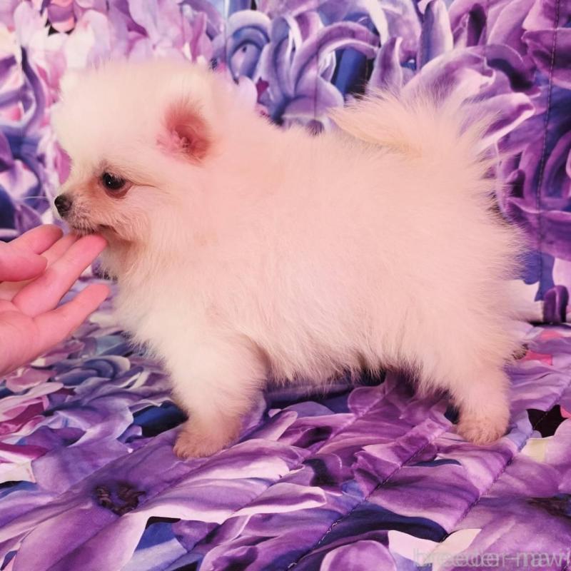 販売中の兵庫県のポメラニアン-439333の5枚目