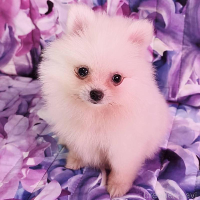 販売中の兵庫県のポメラニアン-439333の4枚目