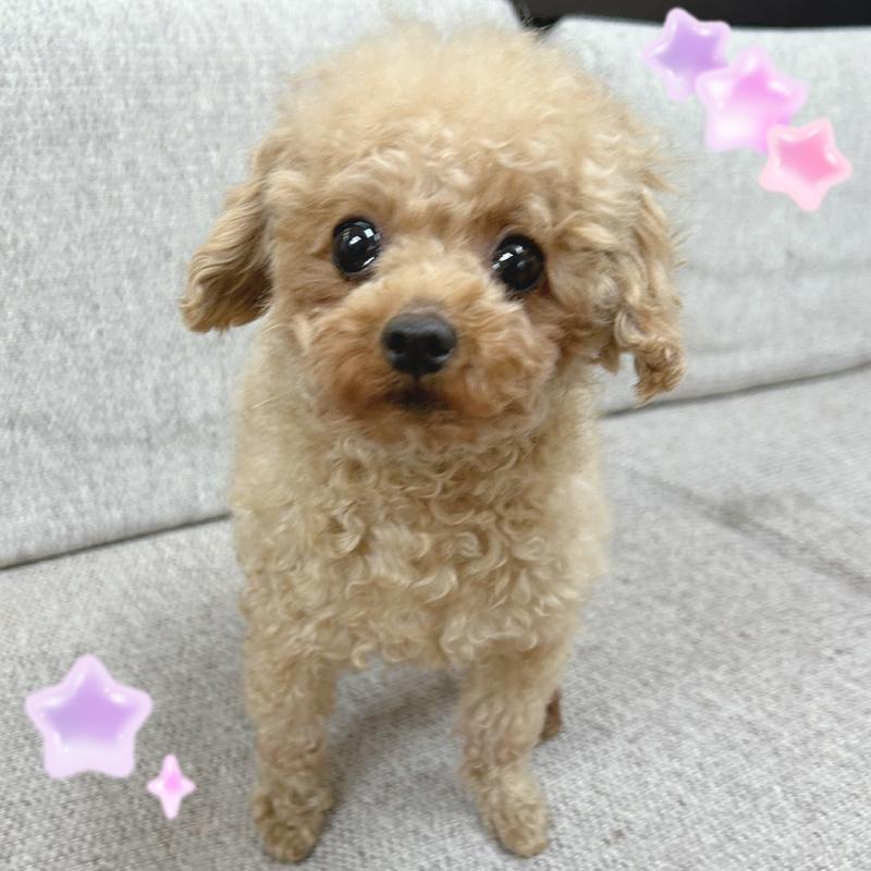 販売中の東京都のトイプードル-388011の1枚目