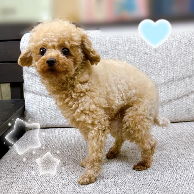 販売中の東京都のトイプードル-388011の4枚目