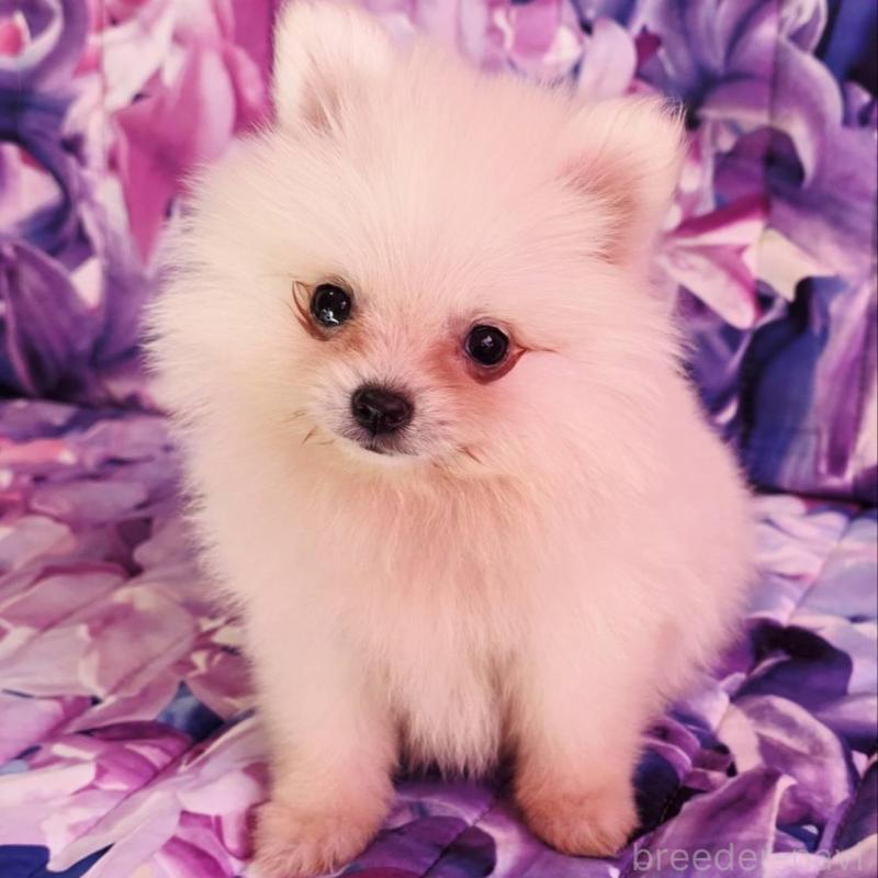 販売中の兵庫県のポメラニアン-439333の3枚目