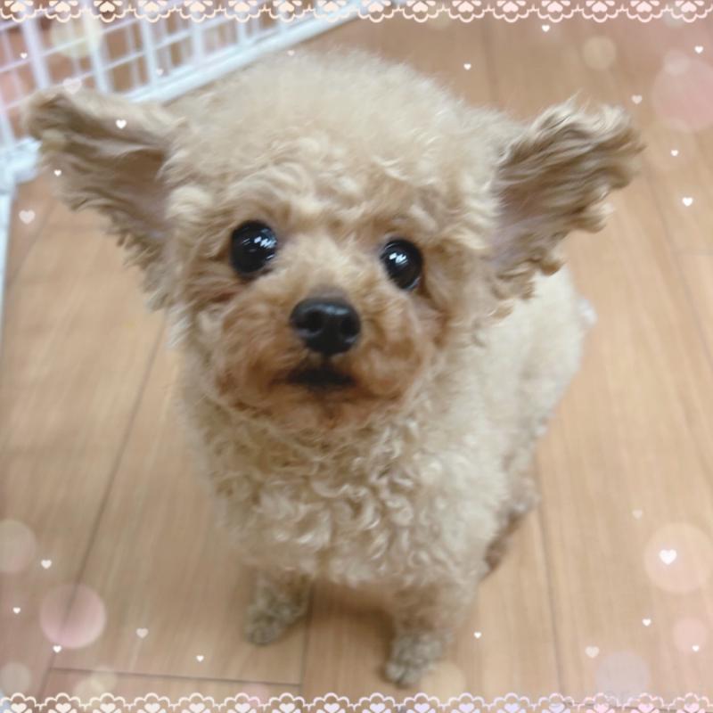 販売中の東京都のトイプードル-388011の3枚目