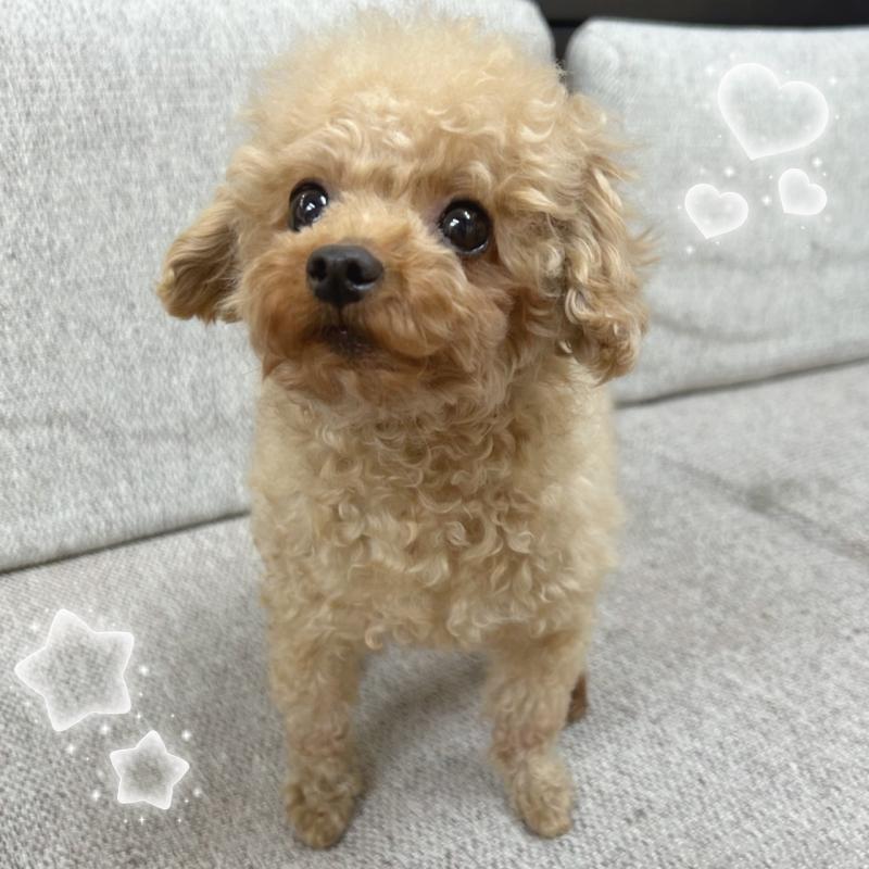 販売中の東京都のトイプードル-388011の2枚目