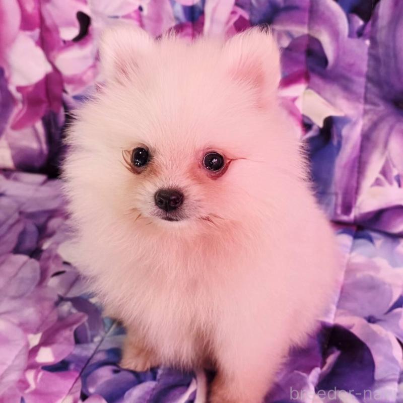 販売中の兵庫県のポメラニアン-439333の2枚目