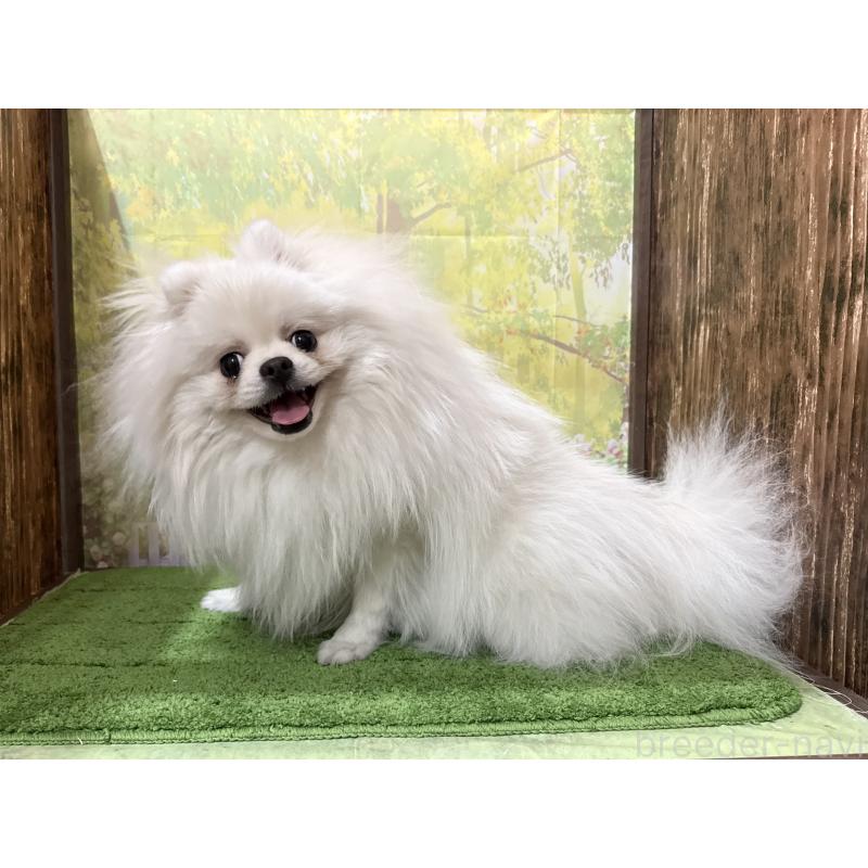 販売中の埼玉県のポメラニアン-410982の5枚目