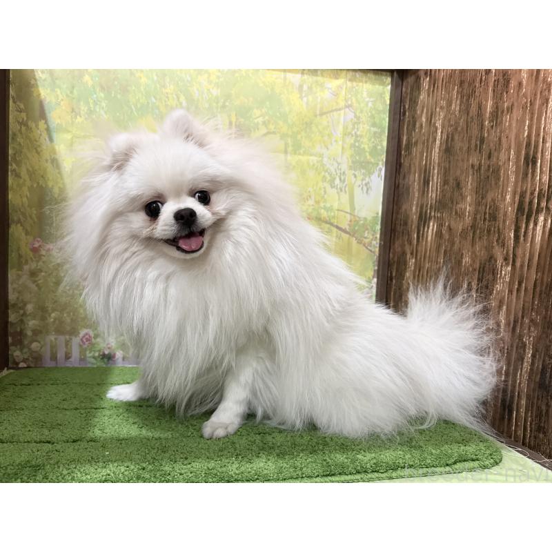 販売中の埼玉県のポメラニアン-410982の4枚目