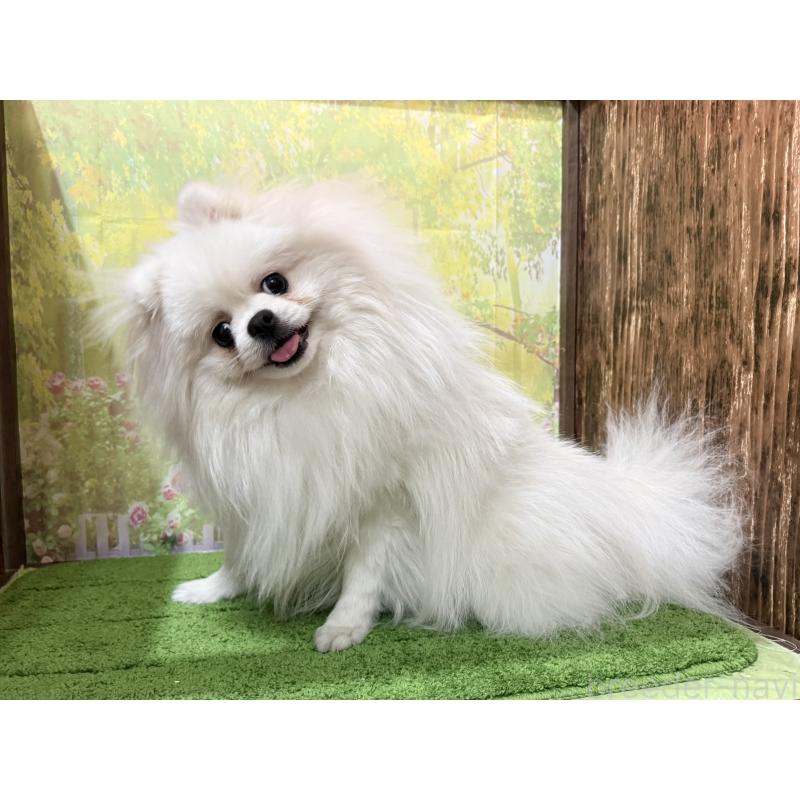 販売中の埼玉県のポメラニアン-410982の3枚目