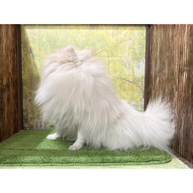 販売中の埼玉県のポメラニアン-410982の2枚目