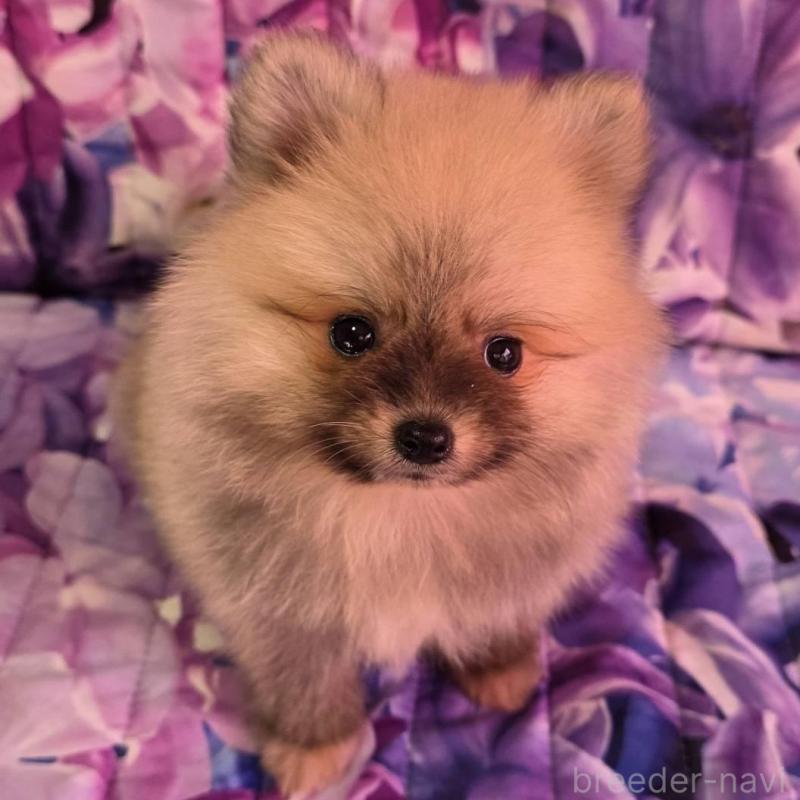 販売中の兵庫県のポメラニアン-439335