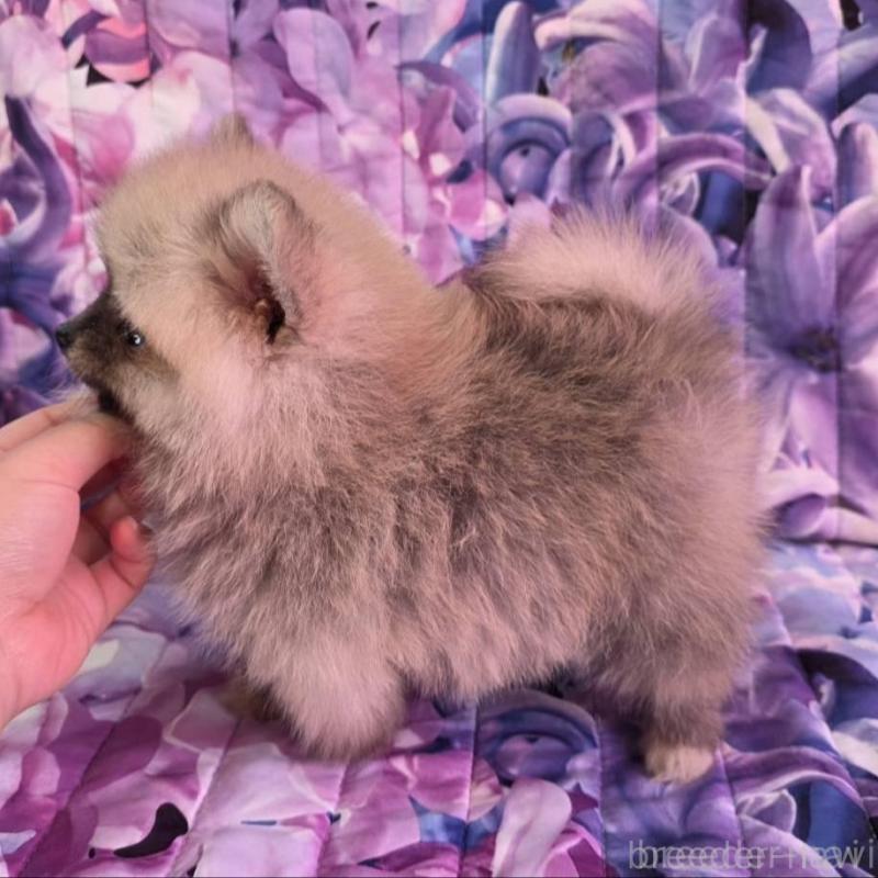 販売中の兵庫県のポメラニアン-439335の5枚目