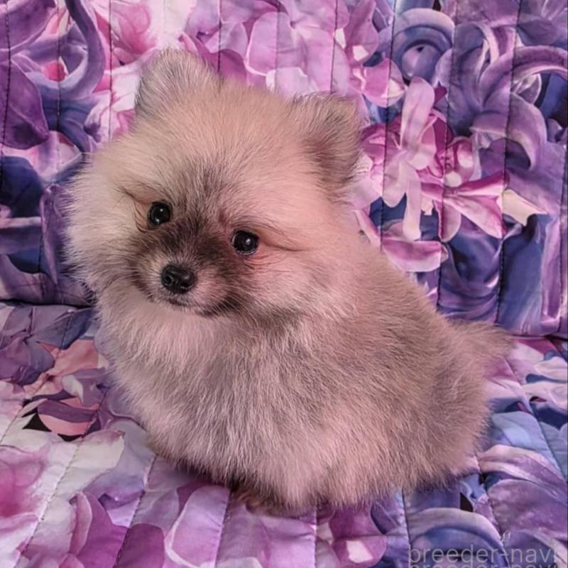 販売中の兵庫県のポメラニアン-439335の4枚目