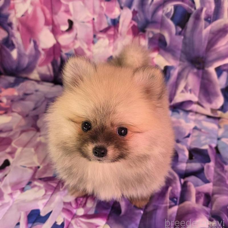 販売中の兵庫県のポメラニアン-439335の3枚目