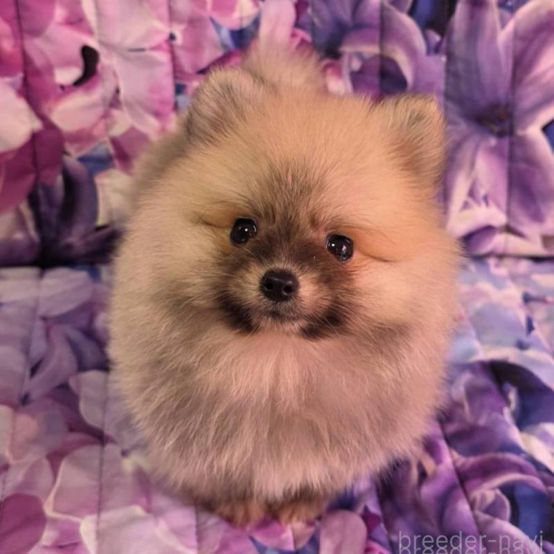 販売中の兵庫県のポメラニアン-439335の2枚目