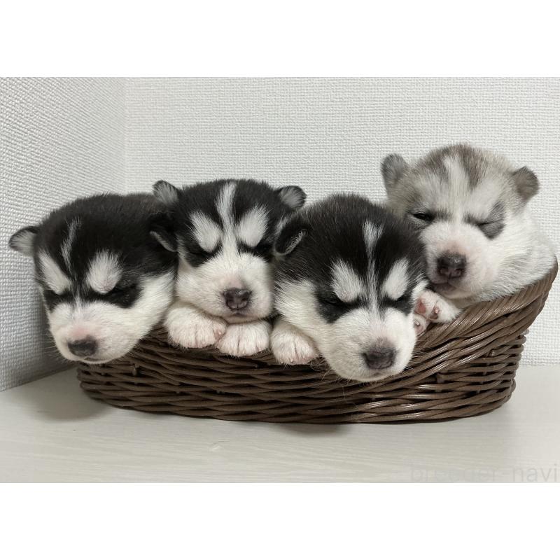 販売中の神奈川県のシベリアンハスキー-439337の4枚目