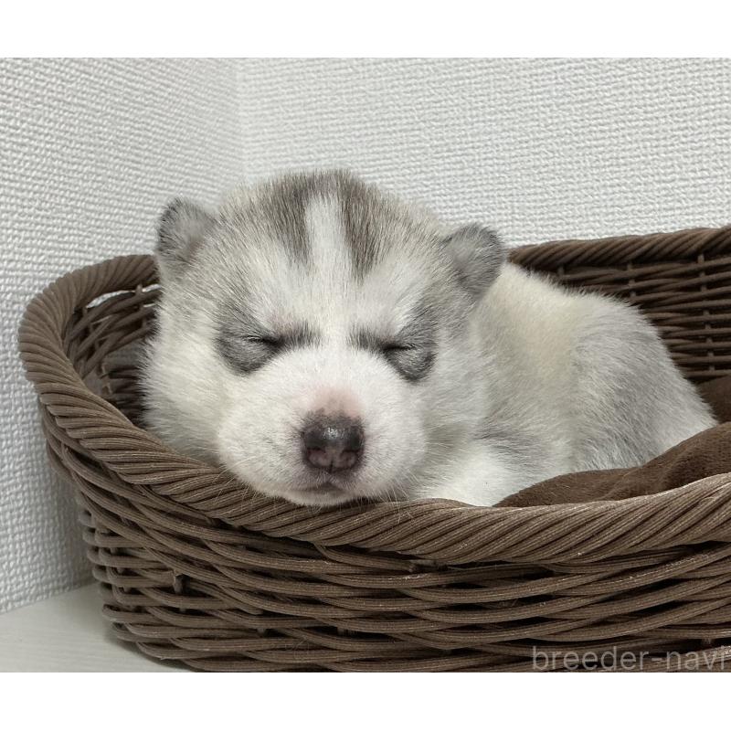 販売中の神奈川県のシベリアンハスキー-439339の7枚目