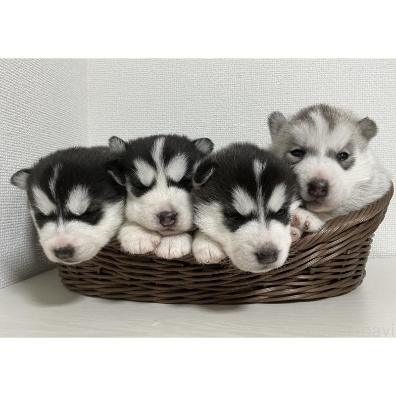 販売中の神奈川県のシベリアンハスキー-439339の5枚目