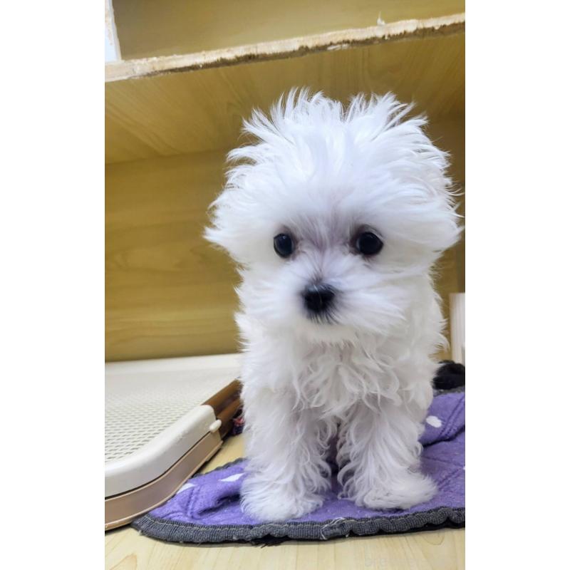 成約済の東京都のマルチーズ-432870の2枚目