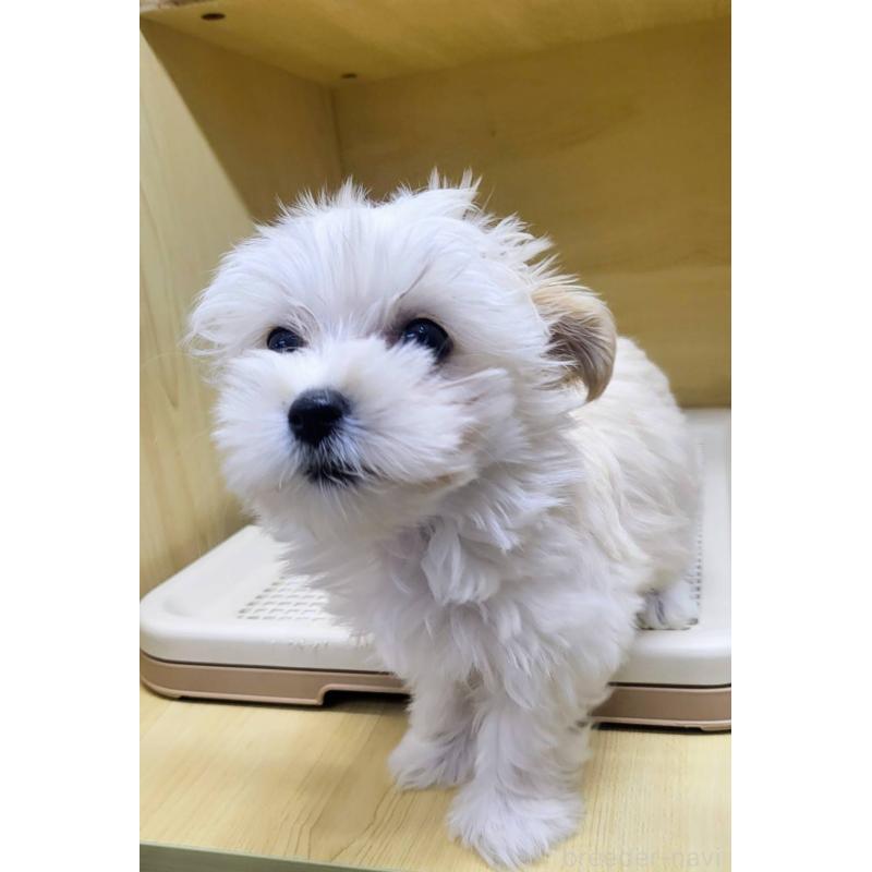 販売中の東京都のミックス犬-432872の2枚目