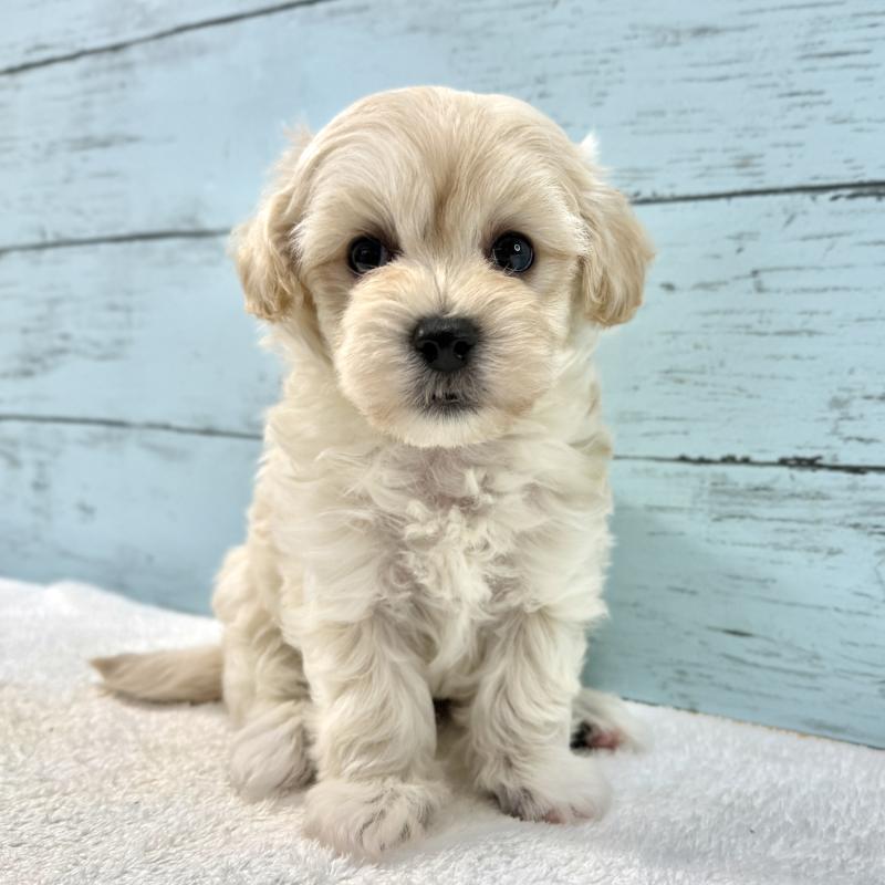 販売中の千葉県のマルプー:マルチーズ×トイプードル-439342の9枚目