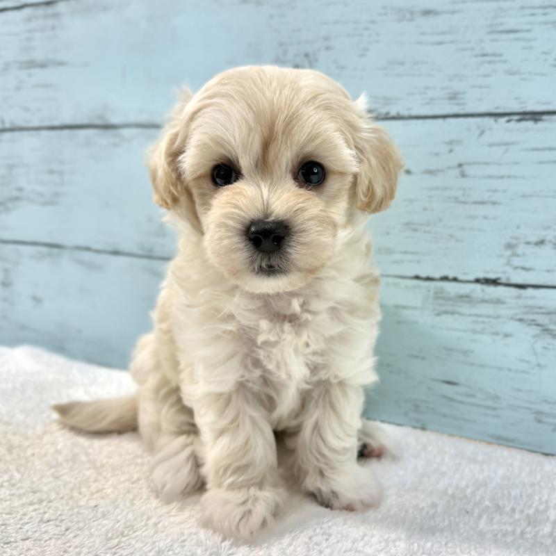 販売中の千葉県のマルプー:マルチーズ×トイプードル-439342の8枚目