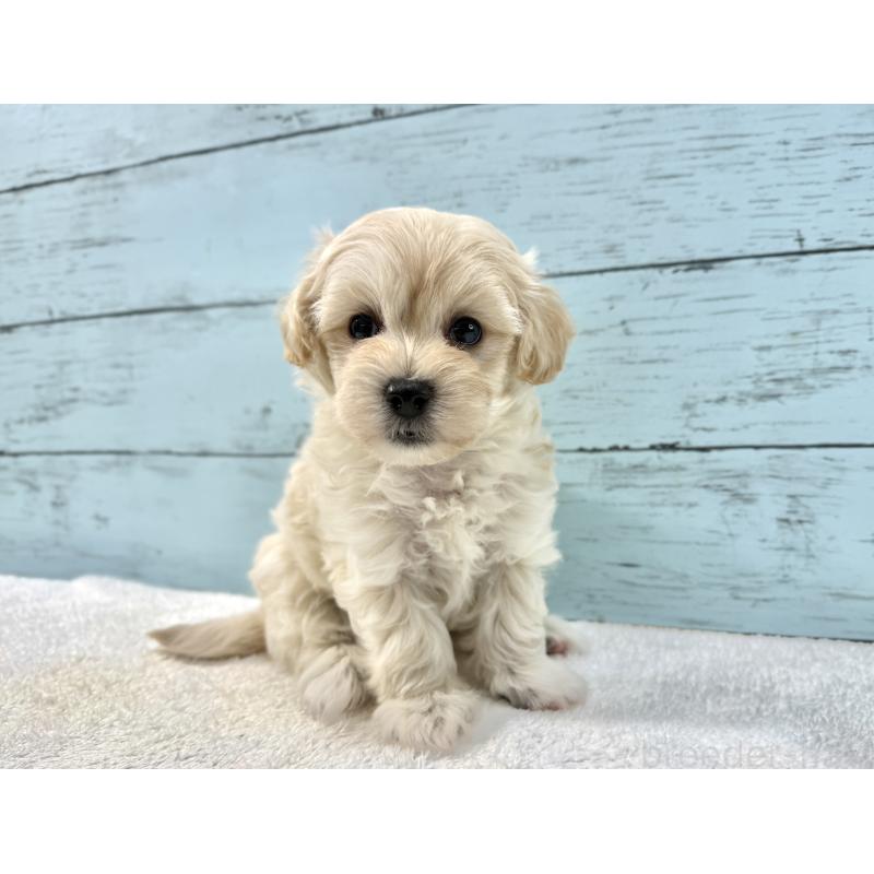 販売中の千葉県のマルプー:マルチーズ×トイプードル-439342の7枚目