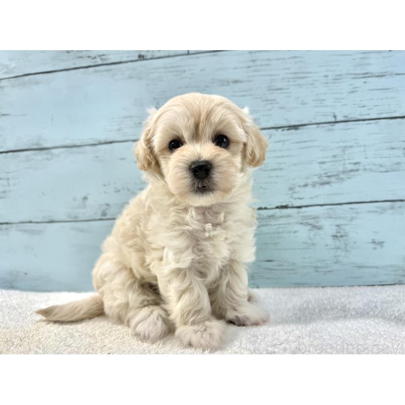 販売中の千葉県のマルプー:マルチーズ×トイプードル-439342の5枚目