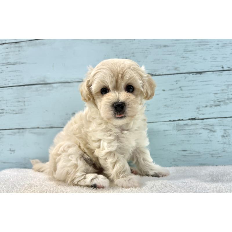 販売中の千葉県のマルプー:マルチーズ×トイプードル-439342の4枚目