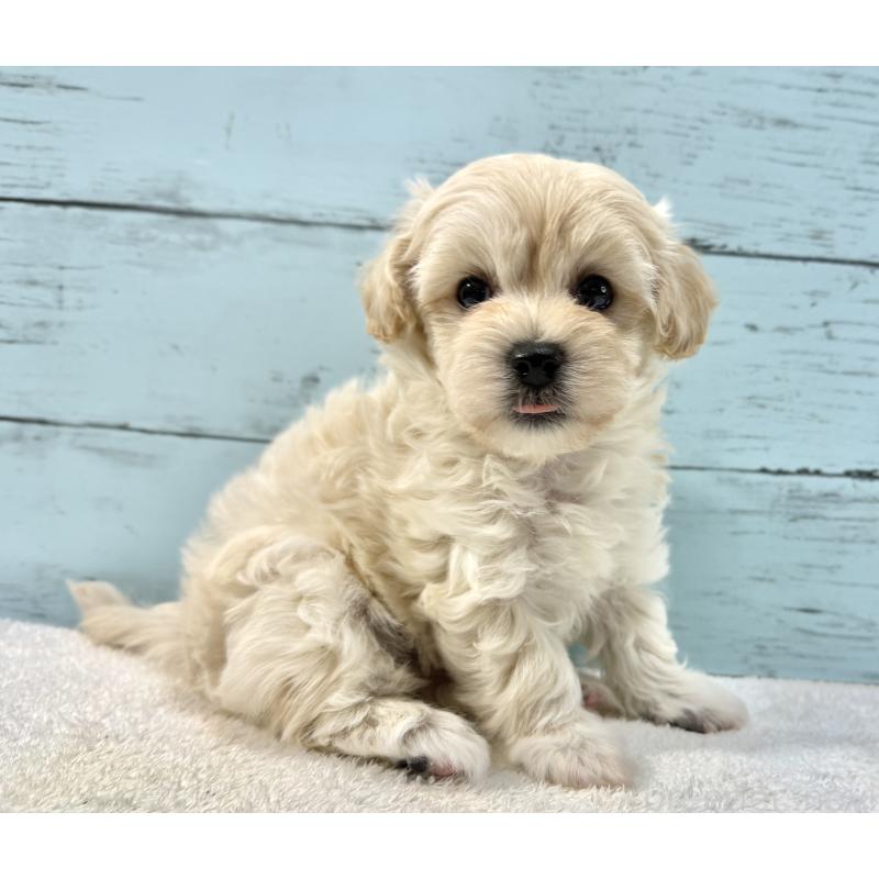 販売中の千葉県のマルプー:マルチーズ×トイプードル-439342の3枚目