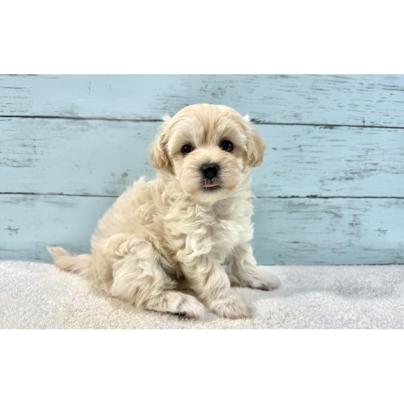 販売中の千葉県のマルプー:マルチーズ×トイプードル-439342の2枚目