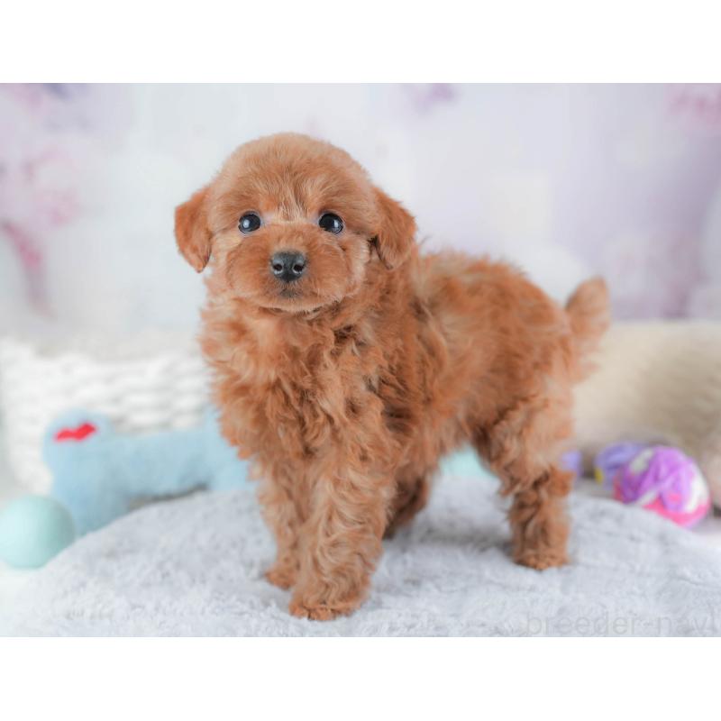 販売中の埼玉県のトイプードル-439343の11枚目