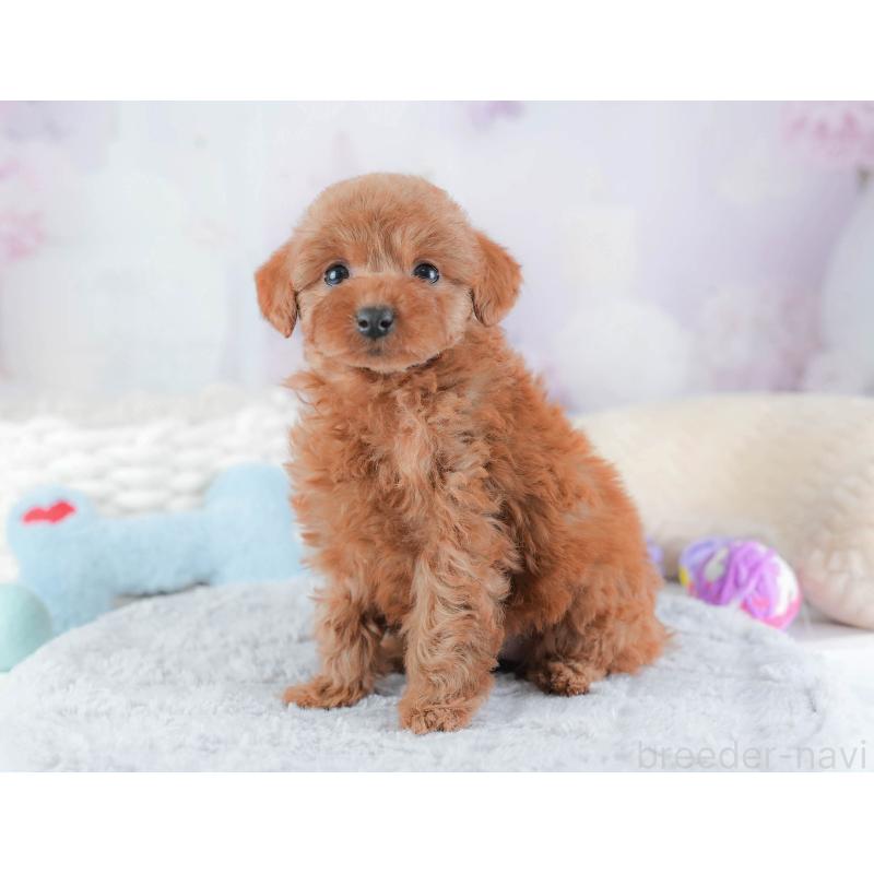 販売中の埼玉県のトイプードル-439343の10枚目