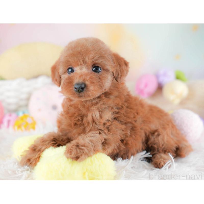 販売中の埼玉県のトイプードル-439343の9枚目