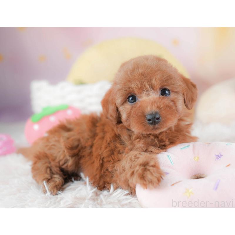 販売中の埼玉県のトイプードル-439343の8枚目