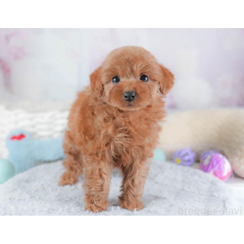 販売中の埼玉県のトイプードル-439343の7枚目