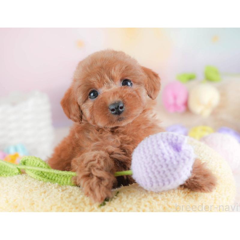 販売中の埼玉県のトイプードル-439343の6枚目