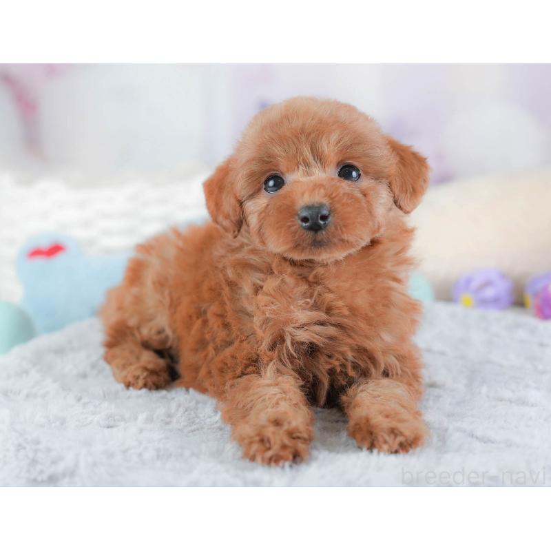 販売中の埼玉県のトイプードル-439343の5枚目