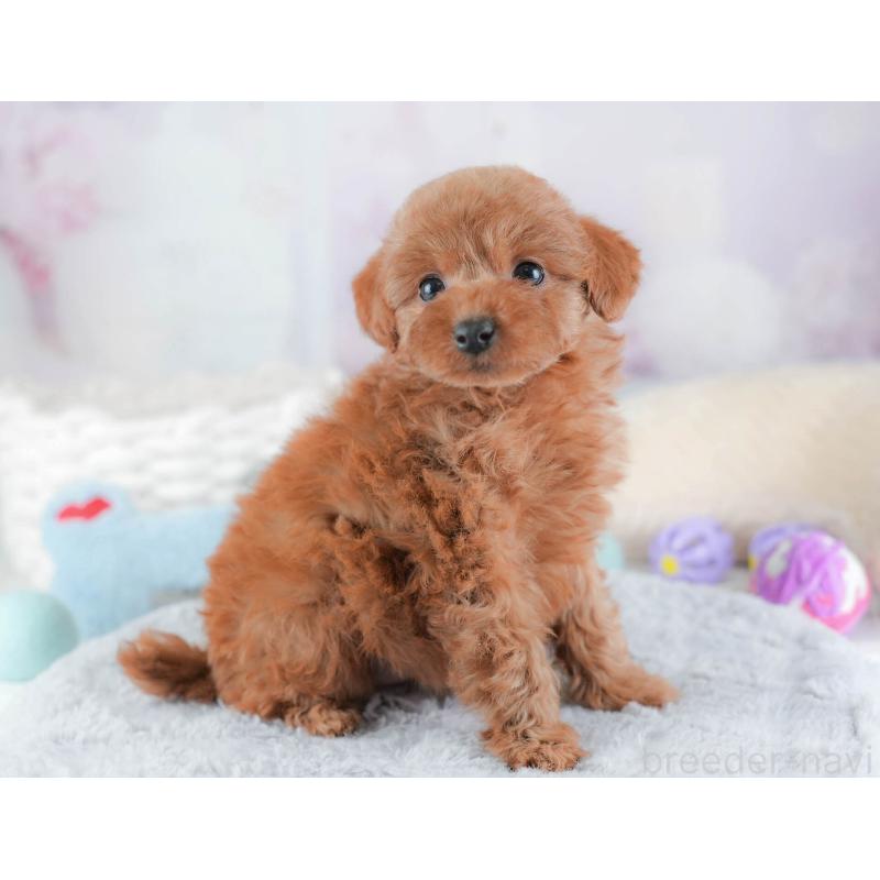 販売中の埼玉県のトイプードル-439343の4枚目