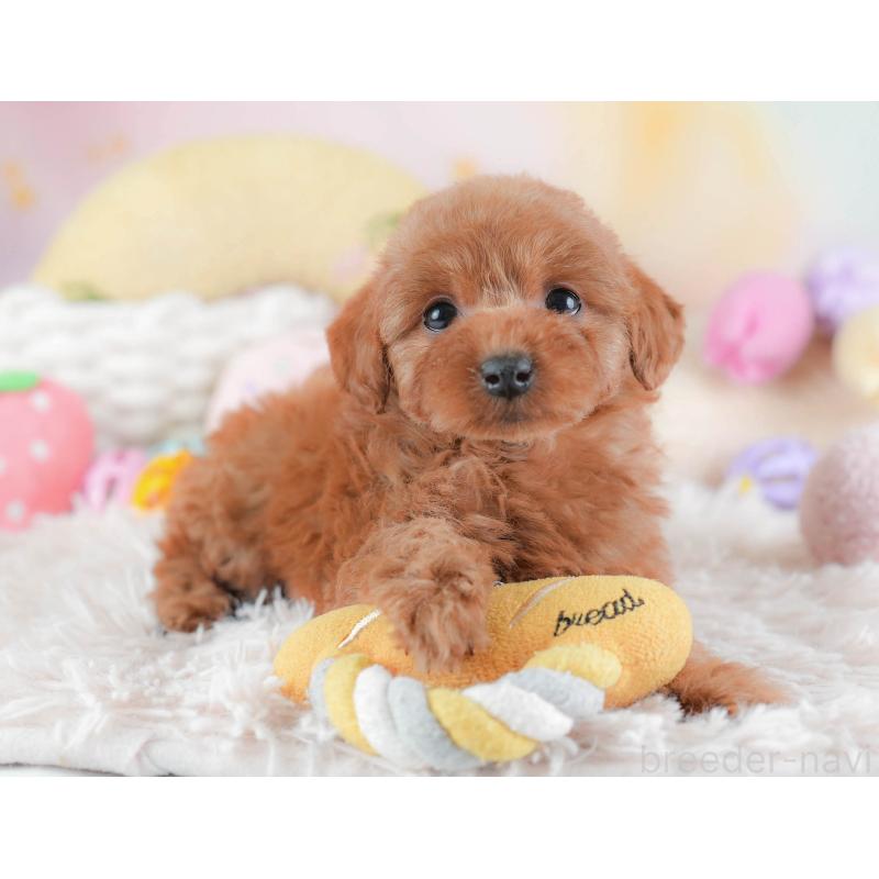 販売中の埼玉県のトイプードル-439343の3枚目