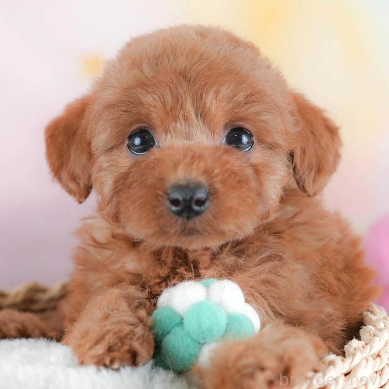 販売中の埼玉県のトイプードル-439343