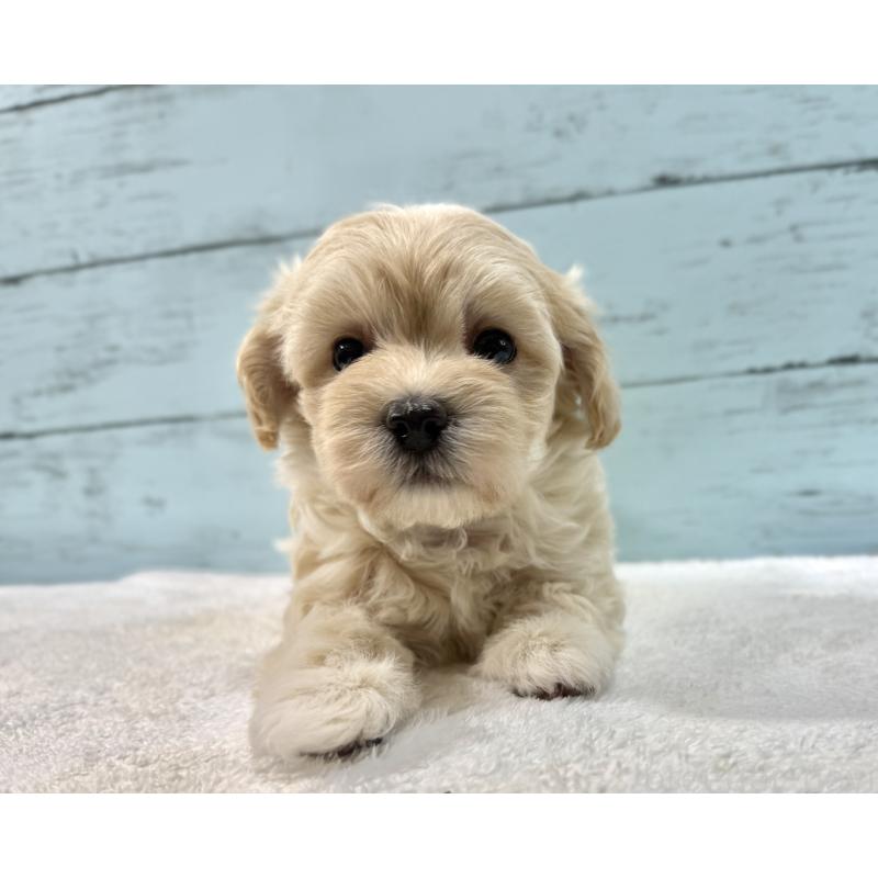 販売中の千葉県のマルプー:マルチーズ×トイプードル-439344の12枚目