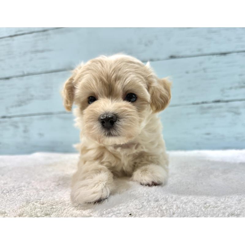 販売中の千葉県のマルプー:マルチーズ×トイプードル-439344の11枚目