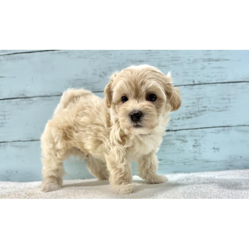 販売中の千葉県のマルプー:マルチーズ×トイプードル-439344の10枚目