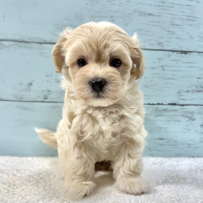 販売中の千葉県のマルプー:マルチーズ×トイプードル-439344の9枚目