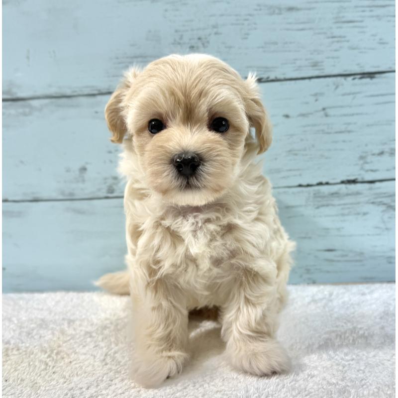 販売中の千葉県のマルプー:マルチーズ×トイプードル-439344の8枚目