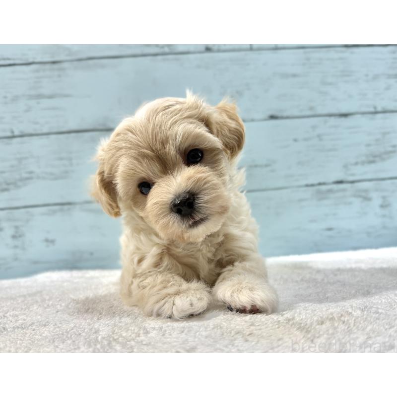 販売中の千葉県のマルプー:マルチーズ×トイプードル-439344の7枚目