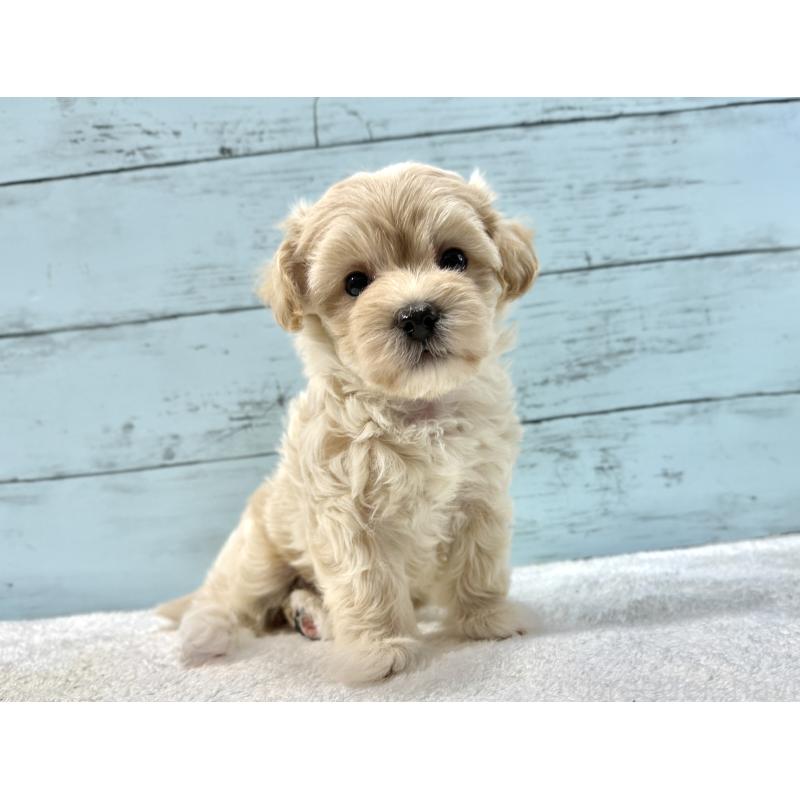 販売中の千葉県のマルプー:マルチーズ×トイプードル-439344の6枚目