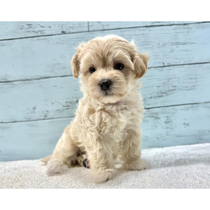 販売中の千葉県のマルプー:マルチーズ×トイプードル-439344の5枚目