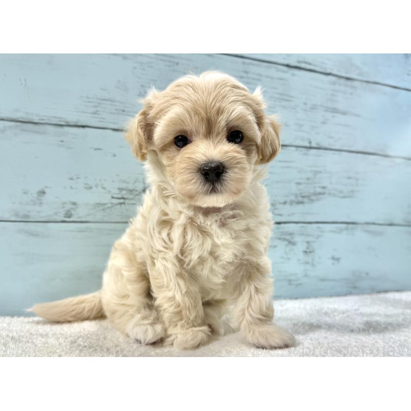 販売中の千葉県のマルプー:マルチーズ×トイプードル-439344の3枚目