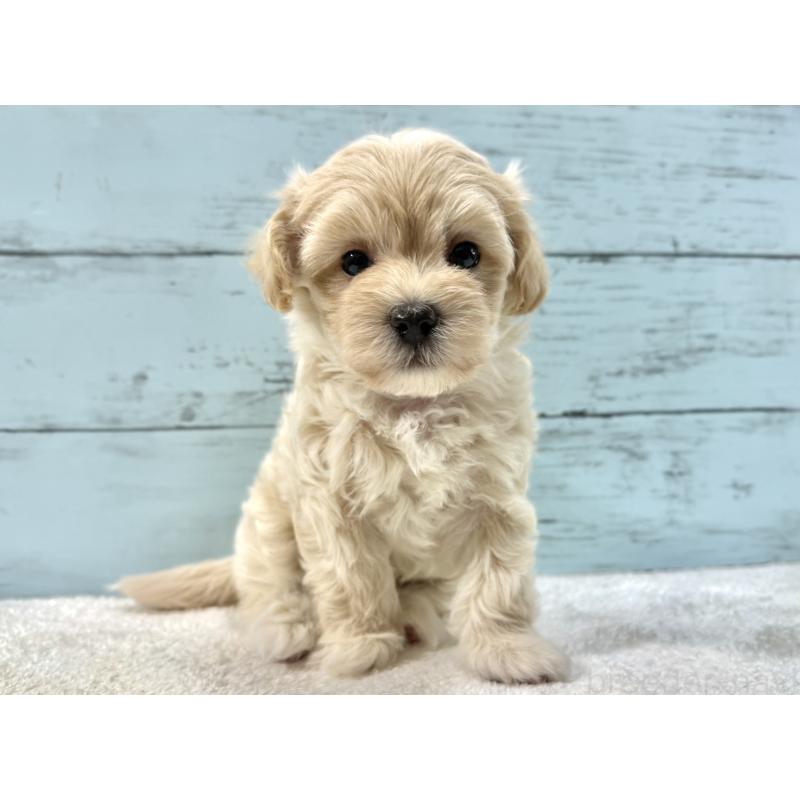 販売中の千葉県のマルプー:マルチーズ×トイプードル-439344の2枚目