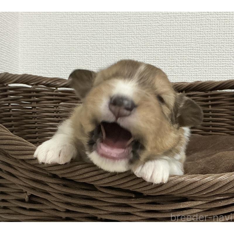 販売中の神奈川県のシェットランドシープドッグ(シェルティ)-439348の5枚目